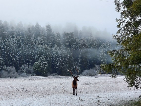 Prairie Creek Redwoods SP (Roosevelt Elk in snow)