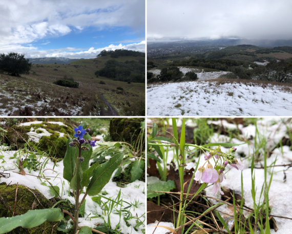 Trione-Annadel SP (Snow and flower collage)