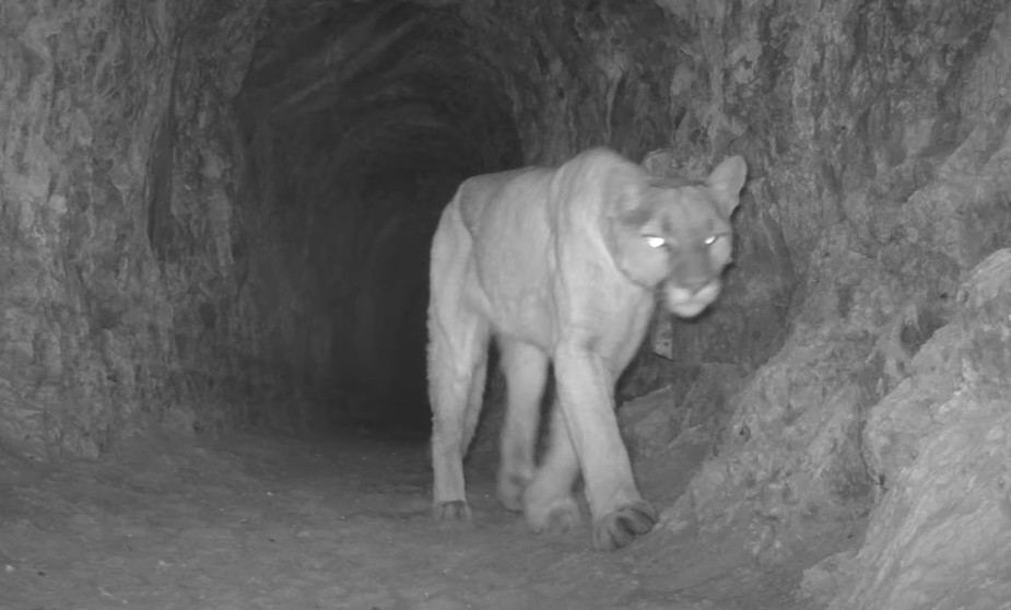 Providence Mountains SRA (mountain lion)