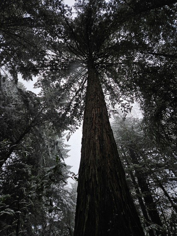 Jedediah Smith Redwoods SP (redwood in snow)