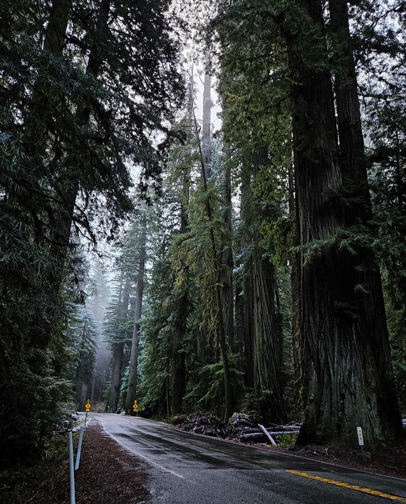 Jedediah Smith Redwoods SP (winter)