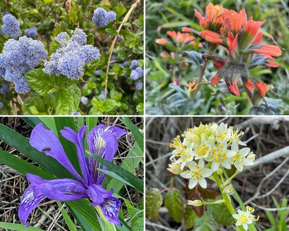 Point Lobos SNR (flower collage)