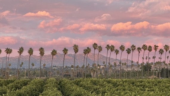 Cal Citrus SHP (sunset 03012023) 2