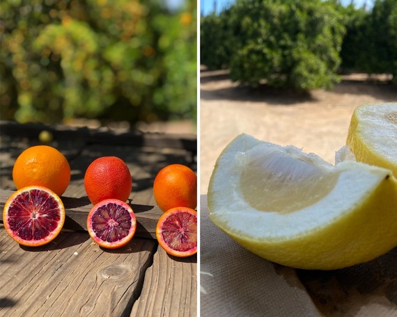 CA Citrus SHP (blood oranges and oroblaco collage).jpg