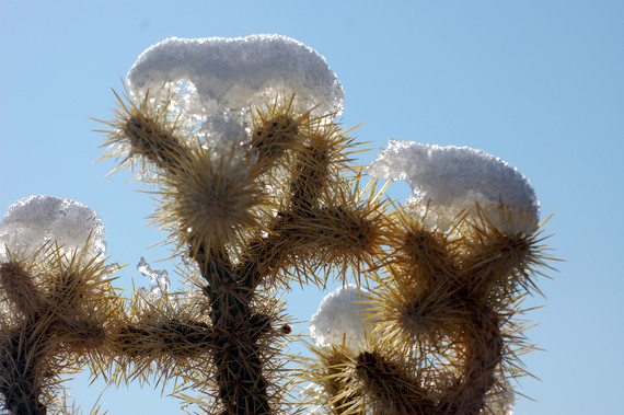 Antelope Valley Indian Museum SHP (cholla snow)