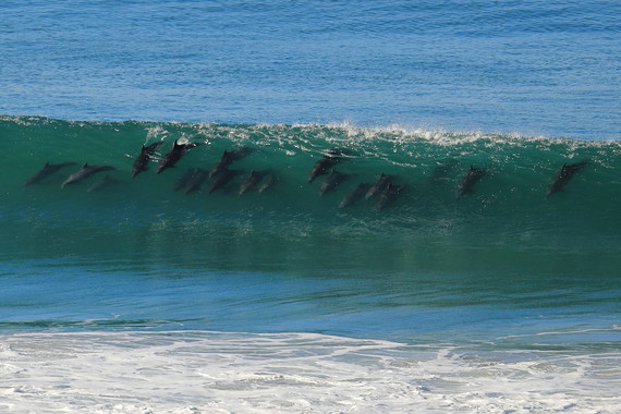 south carlsbad (dolphins)