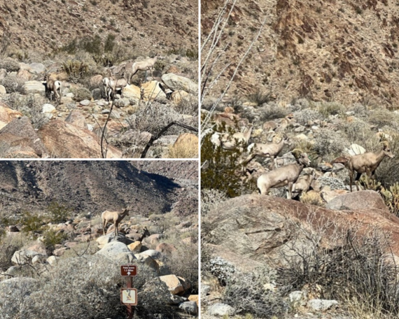 Anza-Borrego Desert SP (bighorn sheep collage)