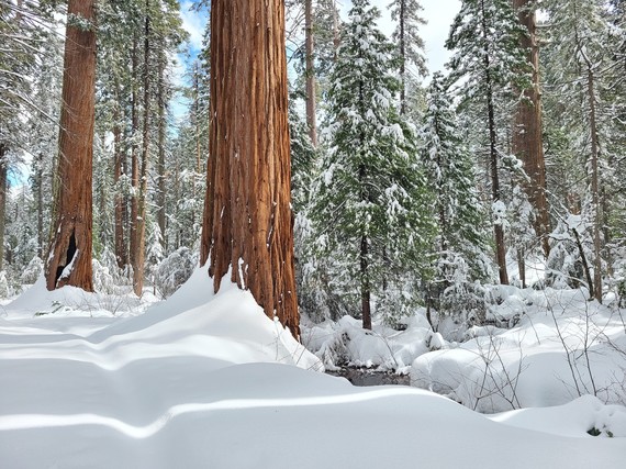 Calaveras Big Trees SP (snow)