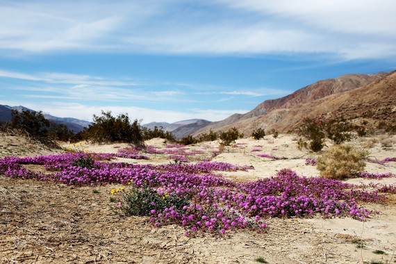 Anza-Borrego Desert SP (desert flowers)