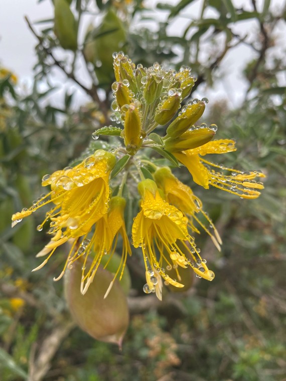 Torrey Pines SB (Bladder pod flower)