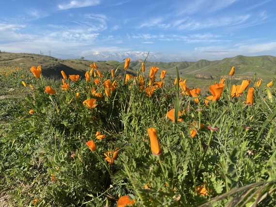 Chino Hills SP (California Poppies)