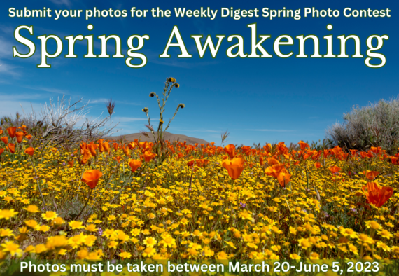 Spring Awakening photo contest graphic 1