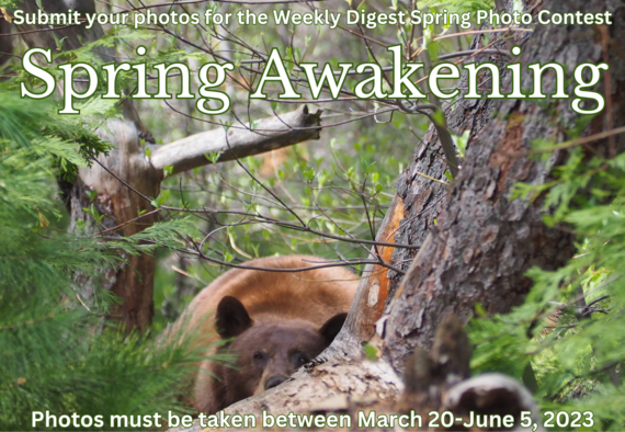 Spring photo contest graphic_bear 