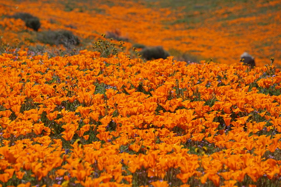 Antelope Valley California Poppy Reserve (California Poppies)