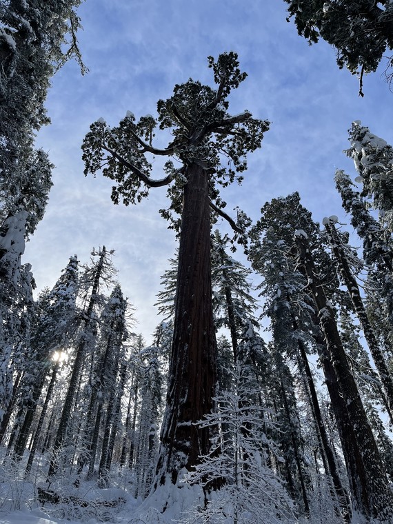Calaveras Big Trees SP (Sequoia covered in snow)