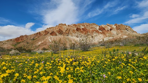 Red Rock Canyon SP (Goldfields at Red Rooster)