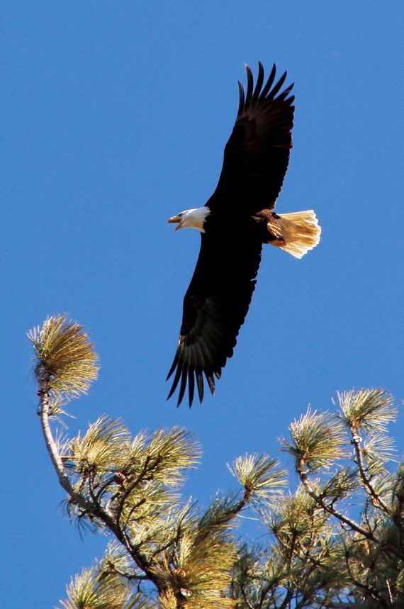 Cuyamaca Rancho SP (bald eagle flying)
