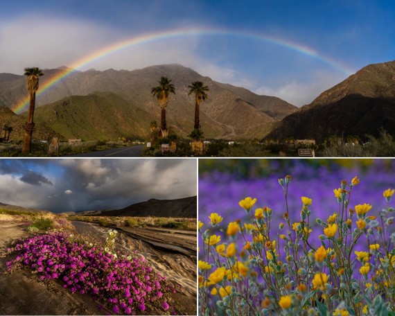 Anza-Borrego Desert SP (rainbow and wildflowers collage)