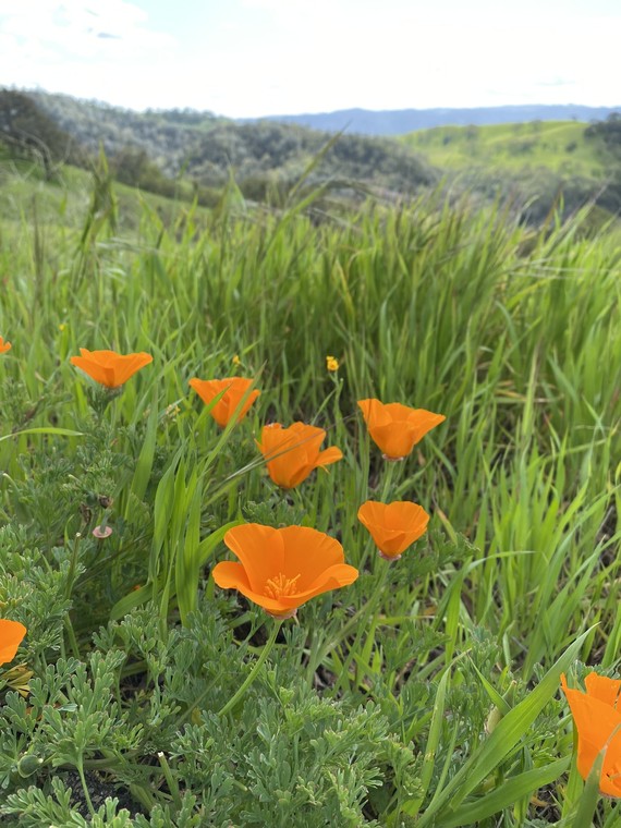 Mount Diablo SP (California poppies)