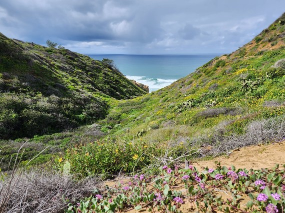 Torrey Pines SNR (Flowers blooming)