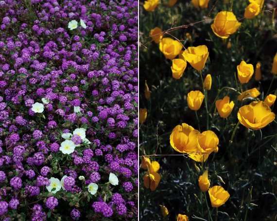 Anza-Borrego Desert SP (Flower collage 1)