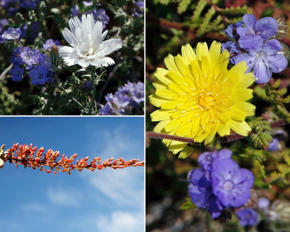 Anza-Borrego Desert SP (flower collage 2)