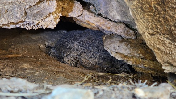 Providence Mountains SRA (Desert tortoise)