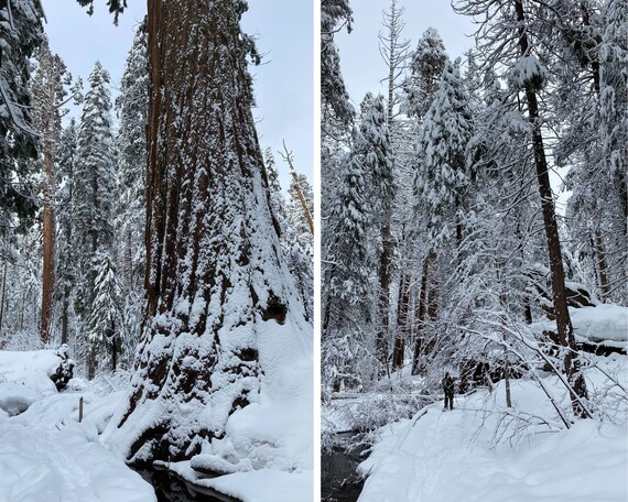 Calaveras Big Trees State Park