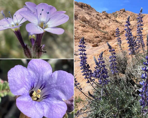 Eastern Kern County Onyx Ranch SVRA (Flower collage)