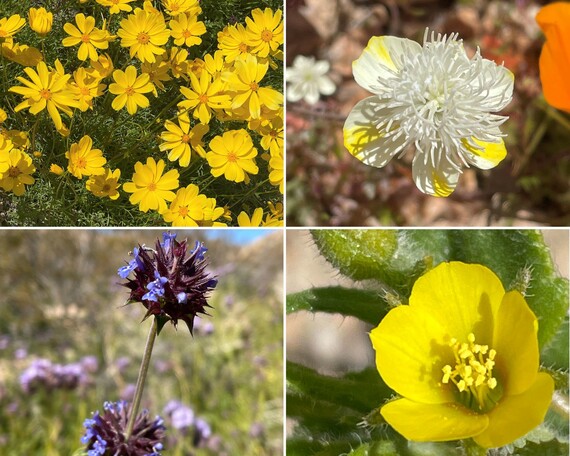 Eastern Kern County Onyx Ranch SVRA (Flower Collage 2)