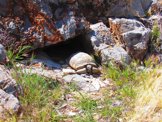 Providence Mountains SRA (tortoise)