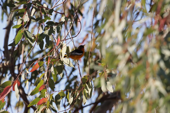 Picacho State Recreation Area_ bullocks oriole