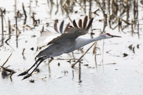 Photo of crane in Delta