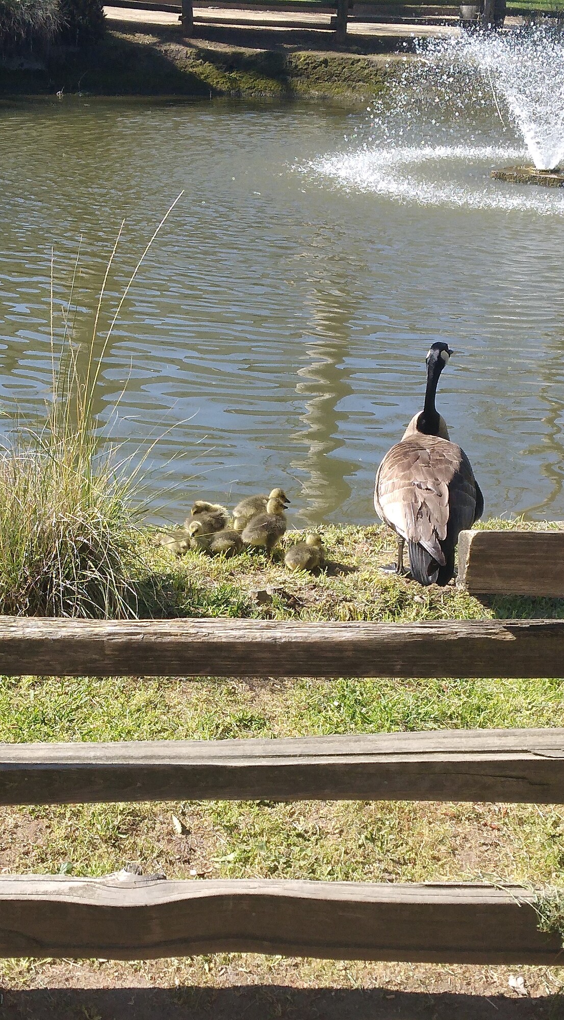 State Indian Museum SHP (baby geese)