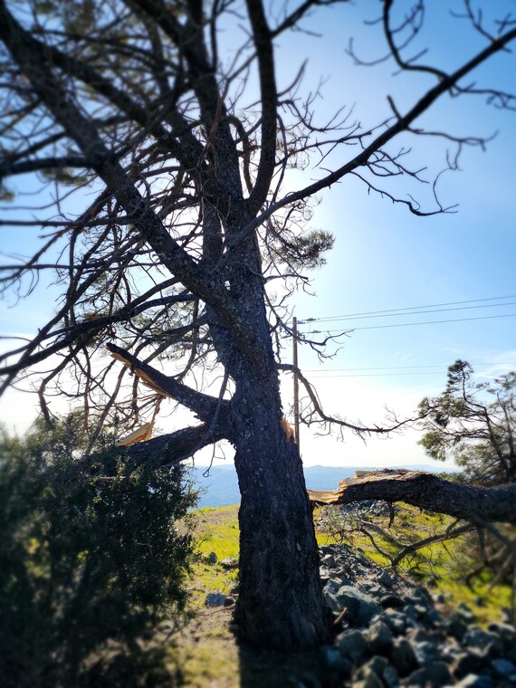 Mount Diablo SP (Split Tree)