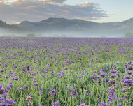 Sierra meadow restoration guidelines cover
