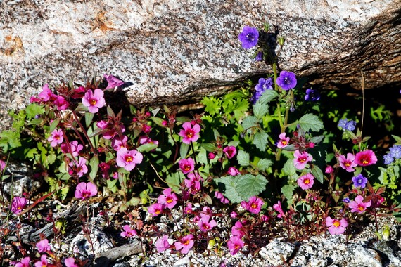 Anza-Borrego Desert SP (Common phacelia)