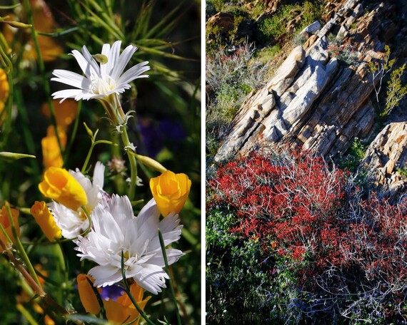 Anza-Borrego Desert SP (flower collage)