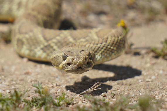 Antelope Valley CA Poppy Reserve SNR_Mojave rattlesnake