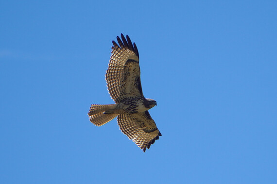 Antelope Valley CA Poppy Reserve SNR_red-tailed hawk