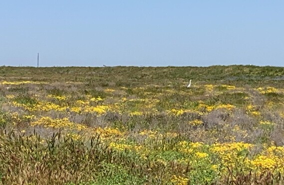 Colonel Allensworth SHP (bloom)