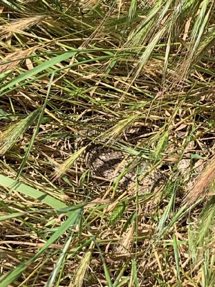 Colonel Allensworth SHP (snake)