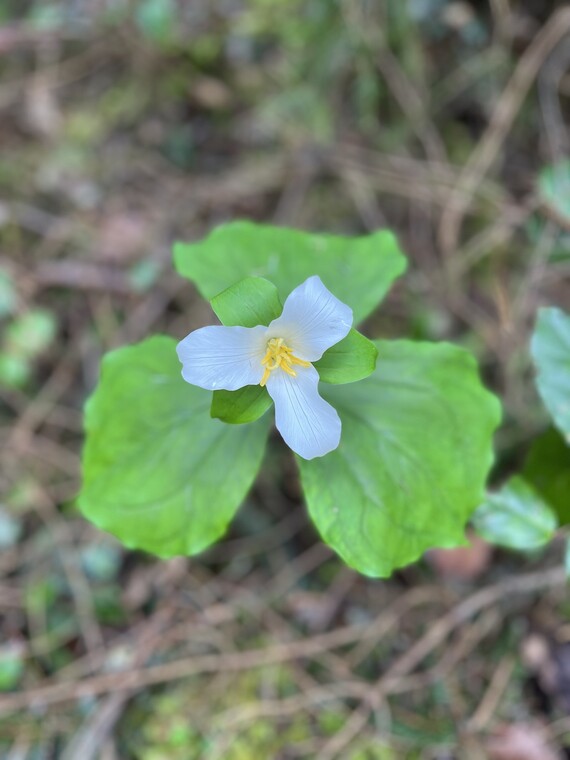 Sue-meg State Park (Trillium portrait)