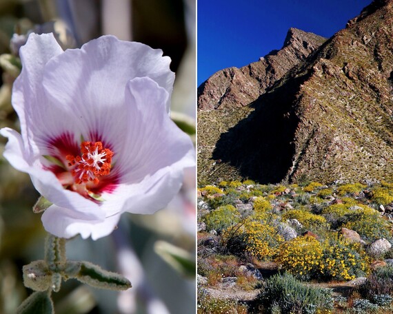 Anza-Borrego Desert SP (wildflower collage)