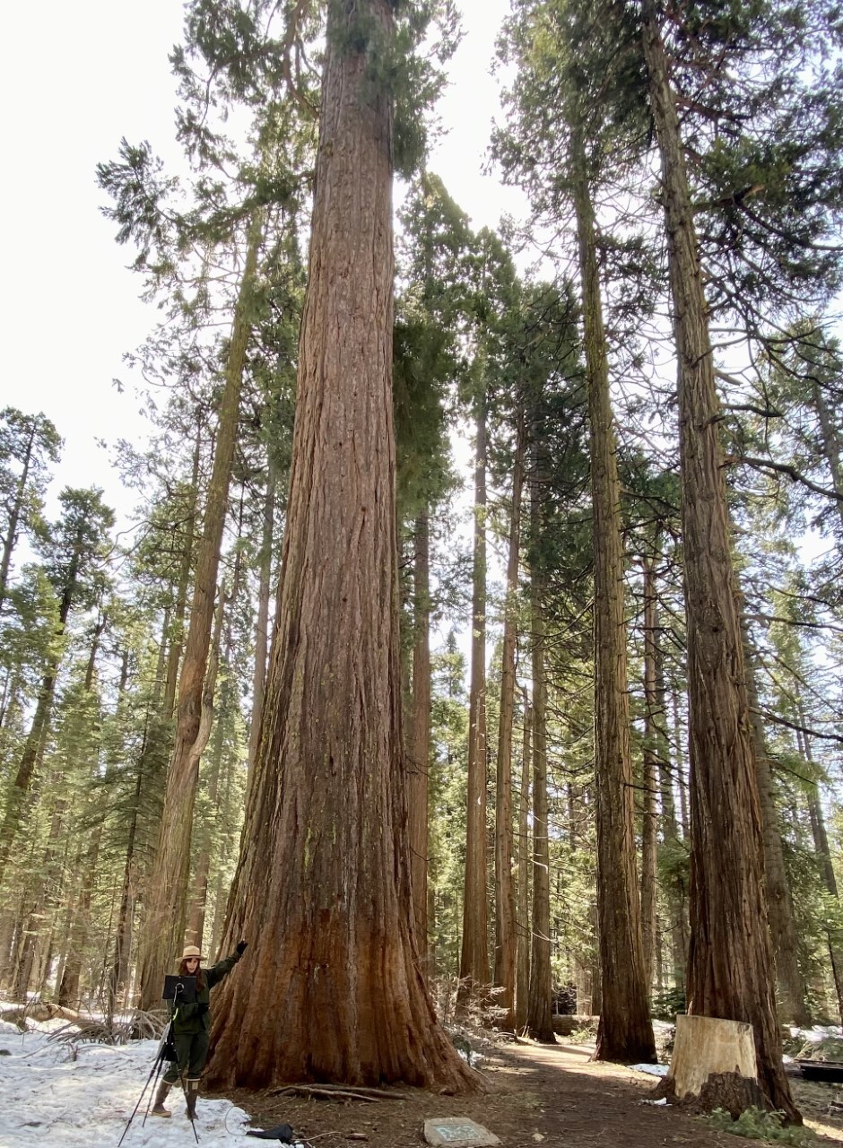 Calaveras Big Trees SP (Lillie Oravetz conducting a PORTS Program_1)