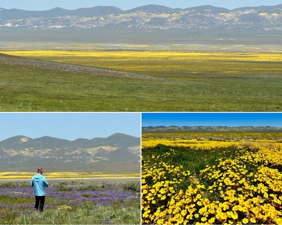 Carizzo Plain (collage)