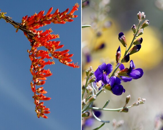 Anza-Borrego Desert SP (flower collage)