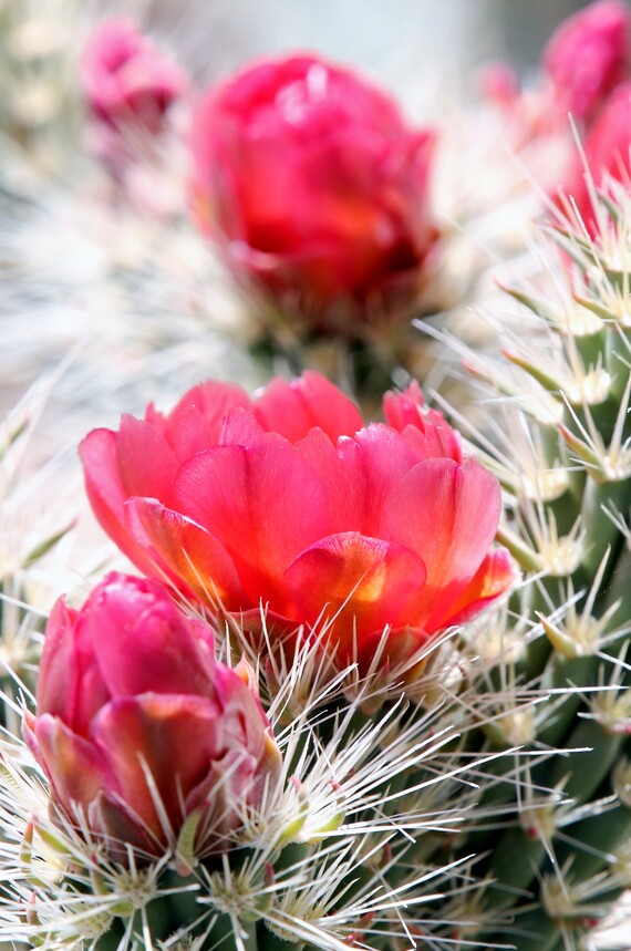 Anza-Borrego Desert SP (Wolf cholla flower)