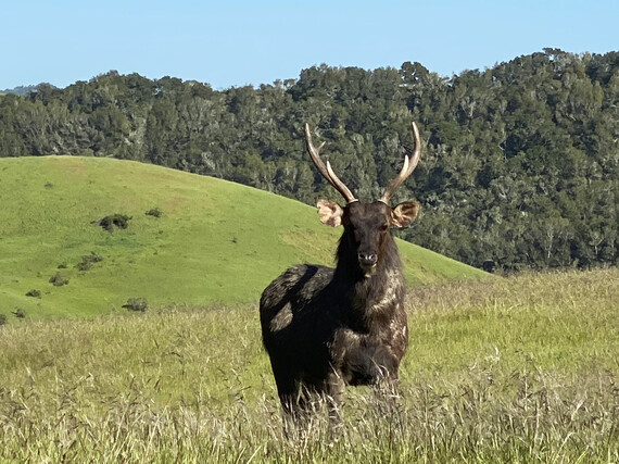 Hearst San Simeon SHM (Sambar deer)