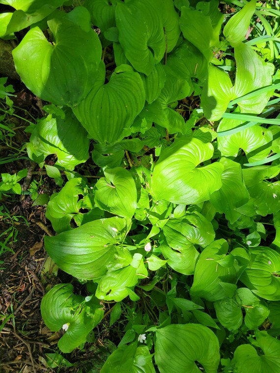 Trinidad SB (wild ginger leaves)